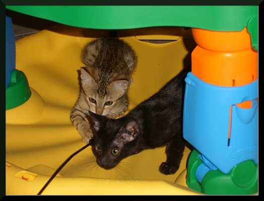noir and tron kitten